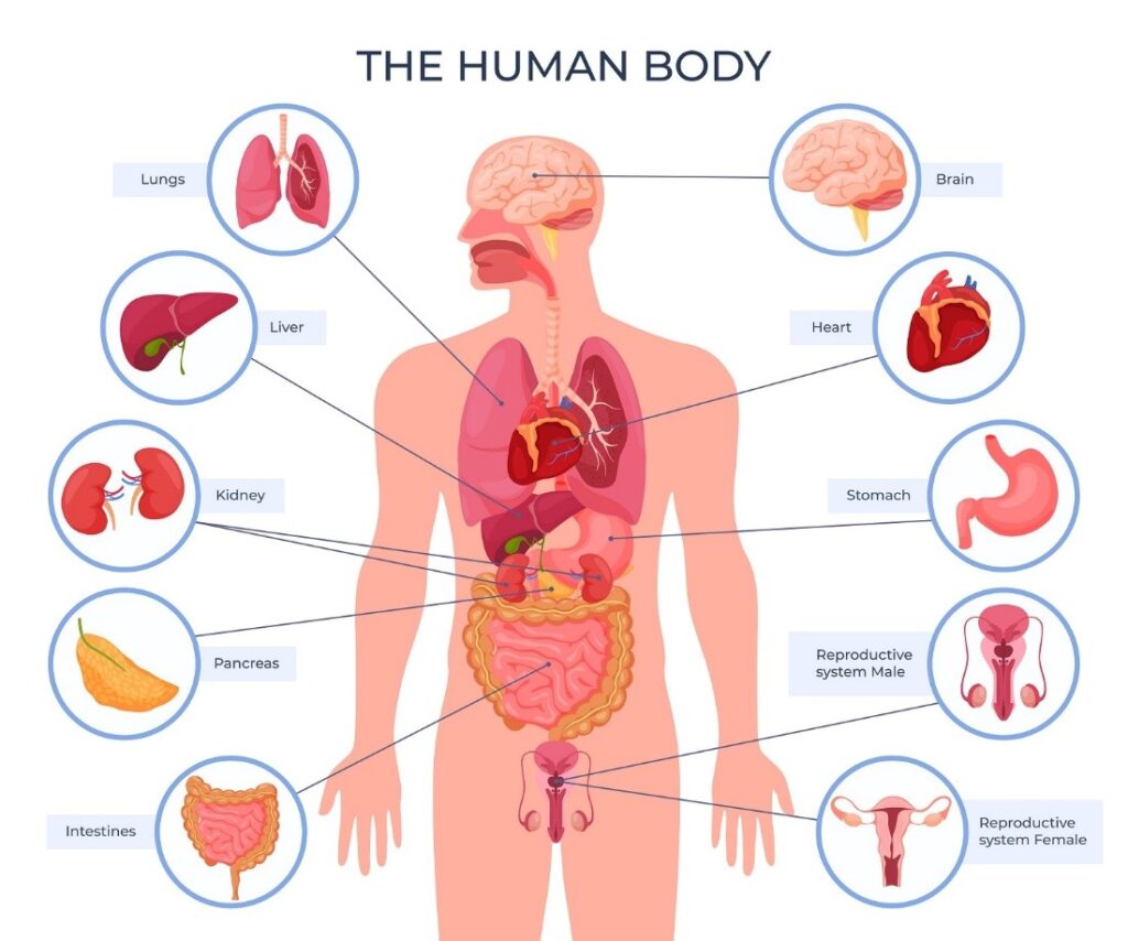 همه چیز درباره پروبیوتیک